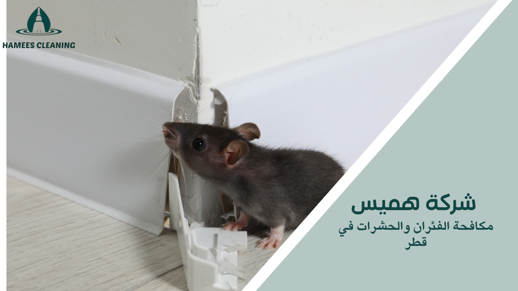 مكافحة الفئران والحشرات في قطر