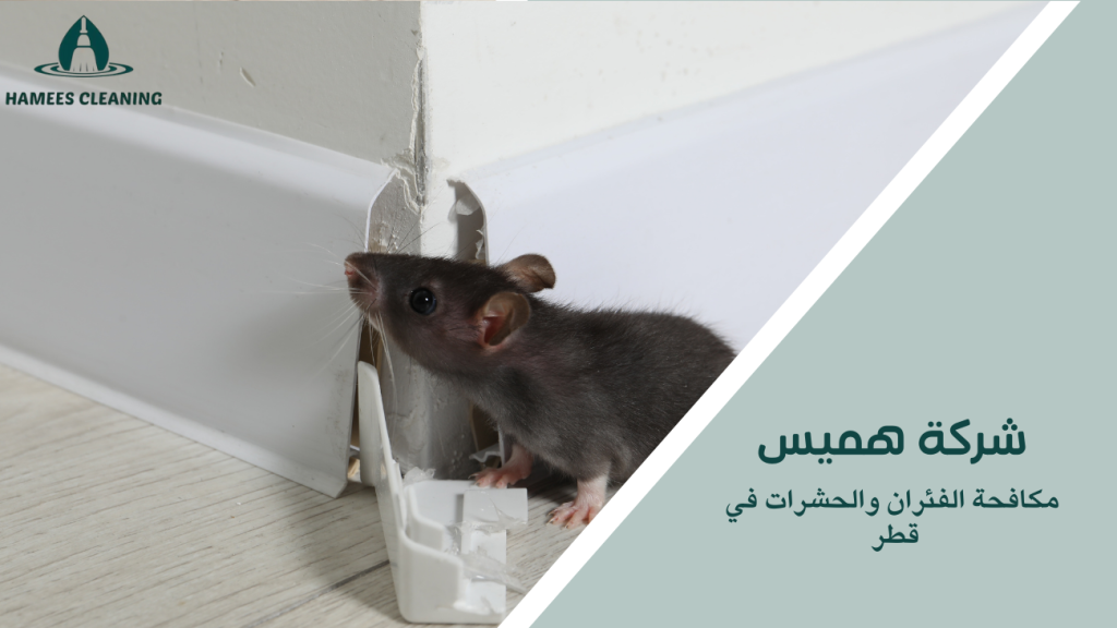 مكافحة الفئران والحشرات في قطر