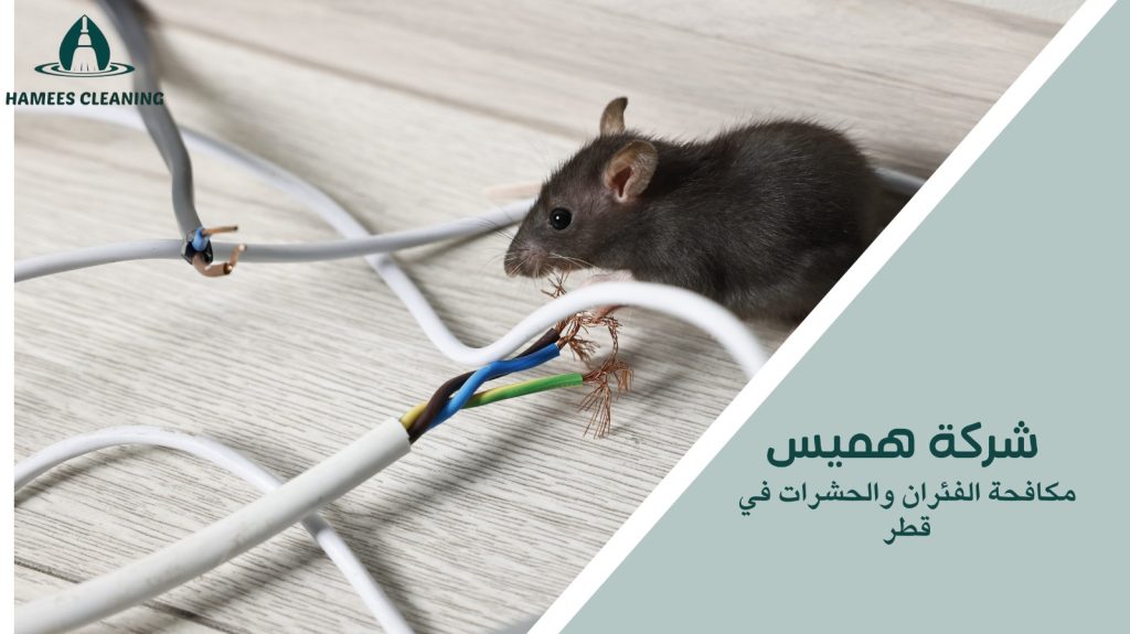 مكافحة الفئران والحشرات في قطر