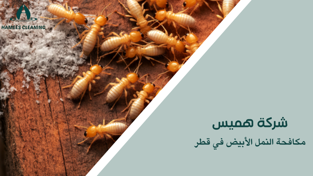 مكافحة النمل الأبيض في قطر