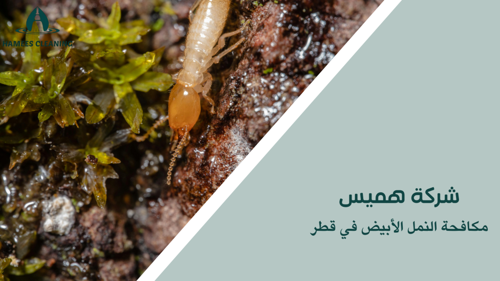 مكافحة النمل الأبيض في قطر