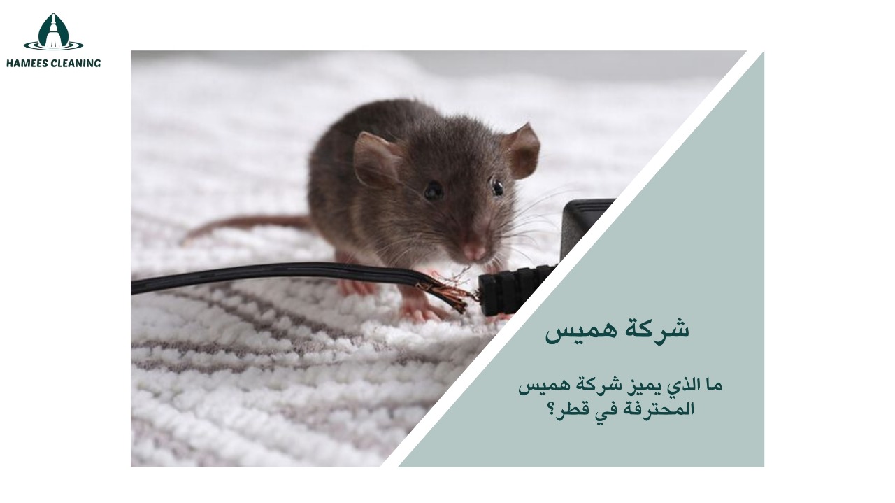 مكافحة الفئران في قطر