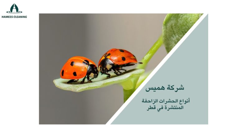 مكافحة الحشرات الزاحفة قطر