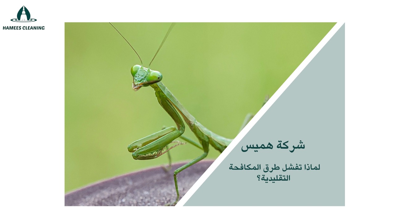 مكافحة الحشرات الزاحفة قطر
