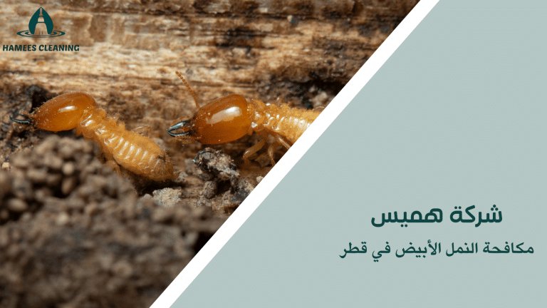 مكافحة النمل الأبيض في قطر