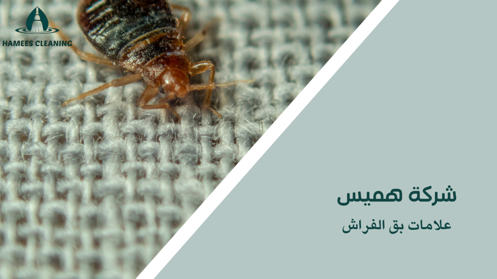 علامات بق الفراش