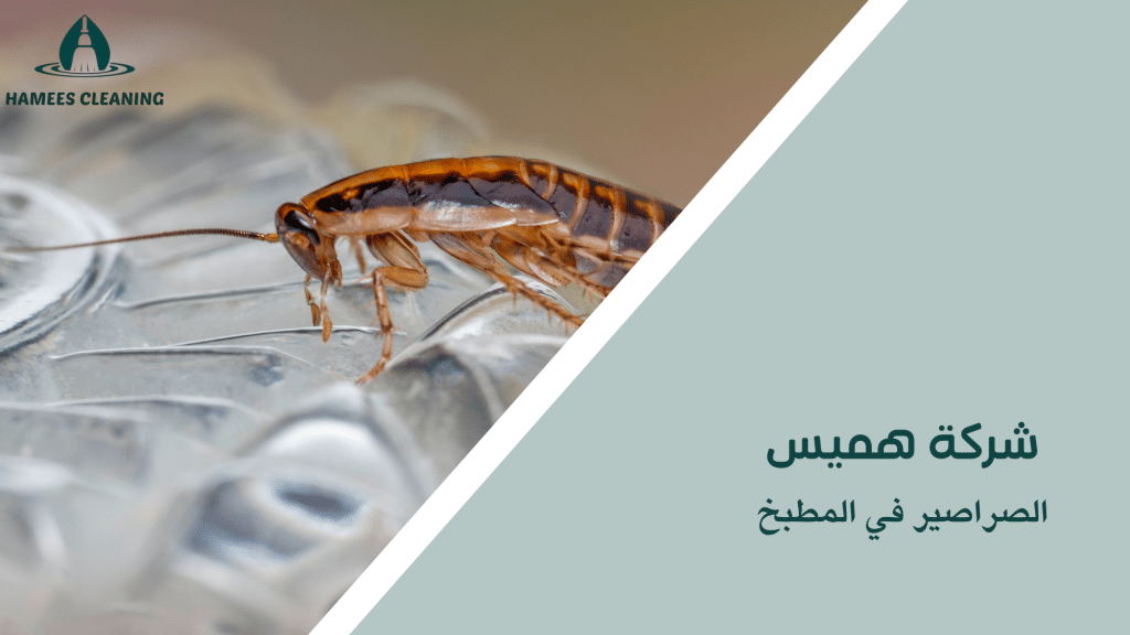 الصراصير في المطبخ