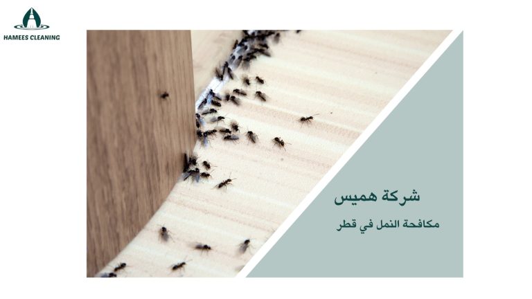 شركة مكافحة النمل في قطر – حلول فعالة وسريعة
