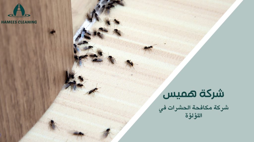مكافحة الحشرات في اللؤلؤة
