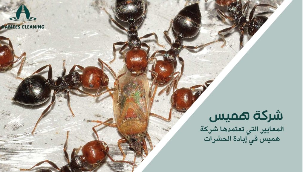 إبادة الحشرات في قطر