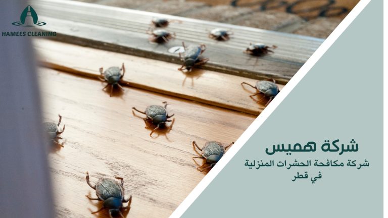 مكافحة الحشرات المنزلية في قطر