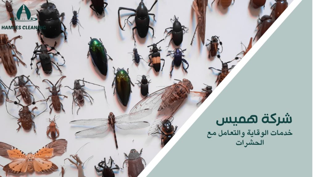 مكافحة الحشرات الطائرة في قطر