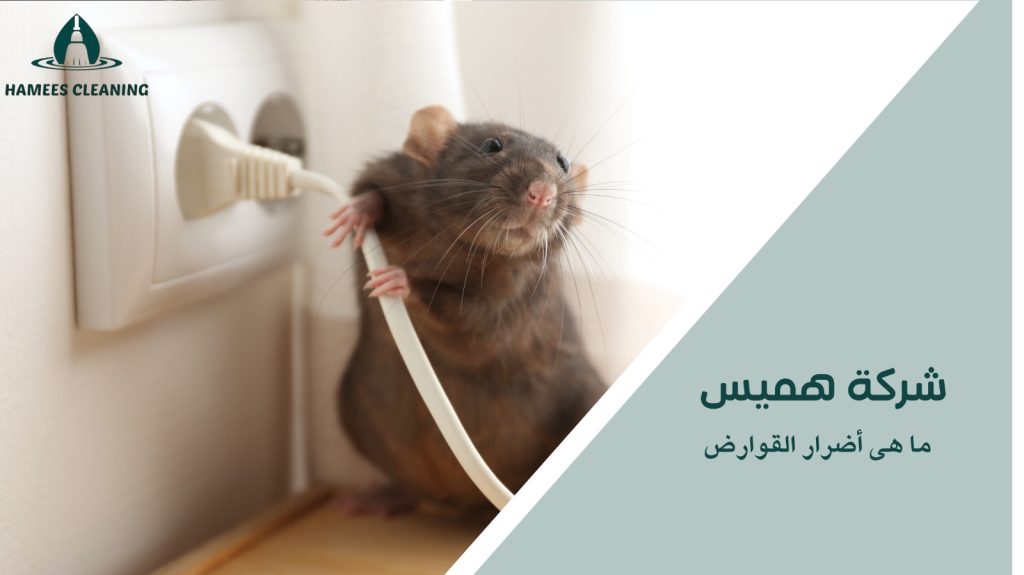 مكافحة القوارض في قطر