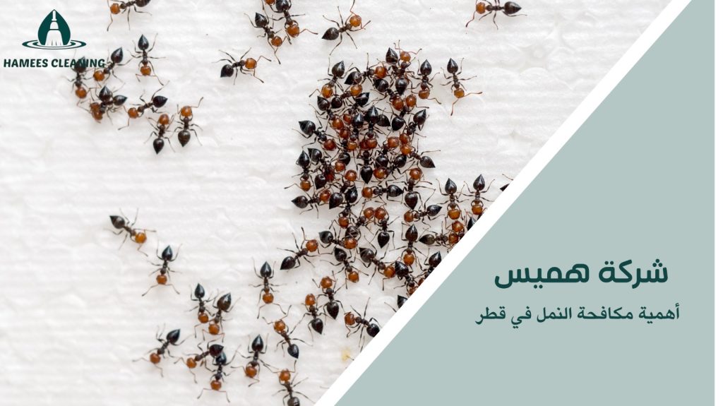 مكافحة النمل في قطر