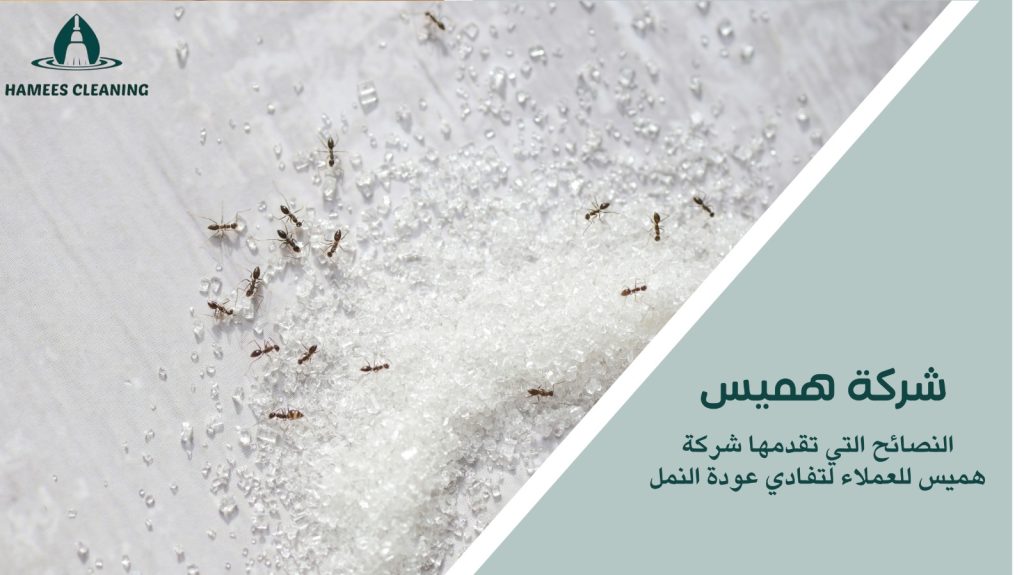 مكافحة النمل في قطر