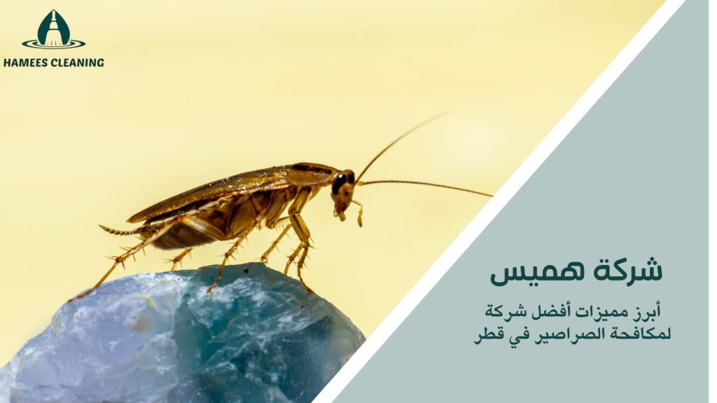 مكافحة الصراصير في قطر
