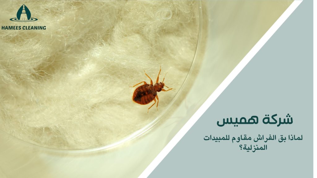 مكافحة بق الفراش في قطر