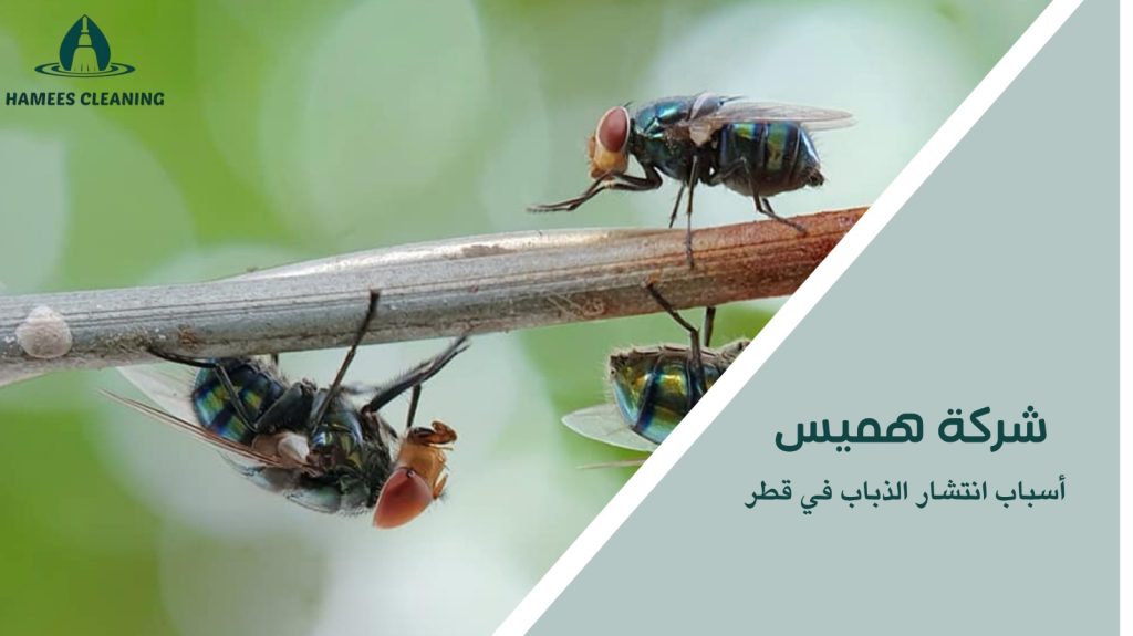 مكافحة الذباب في قطر