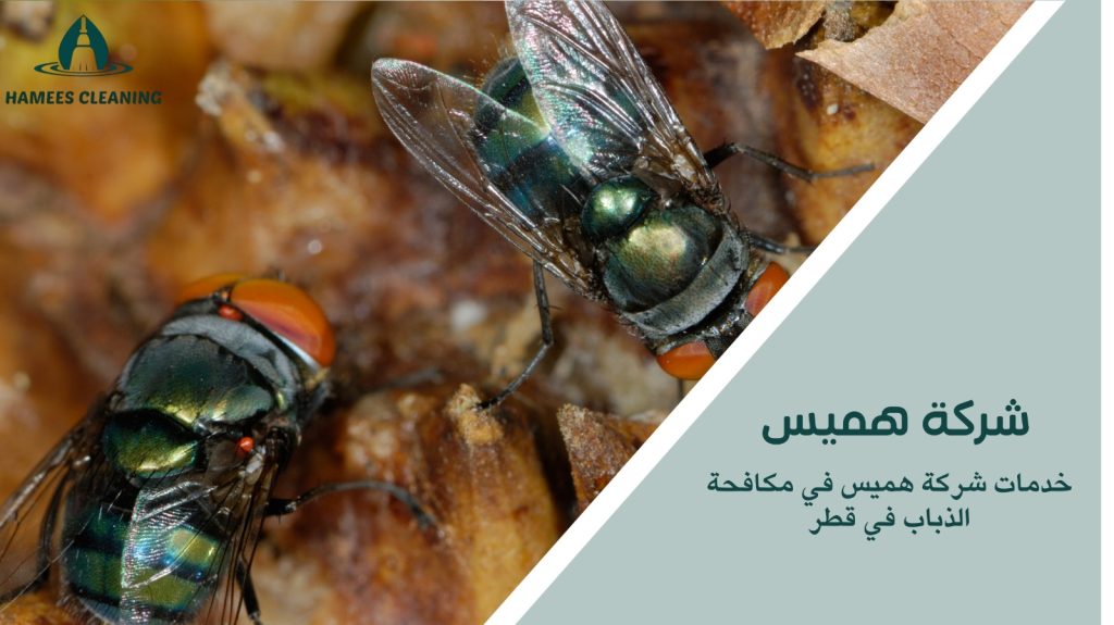 مكافحة الذباب في قطر