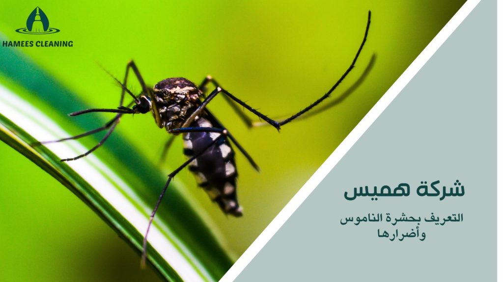 مكافحة الناموس في قطر
