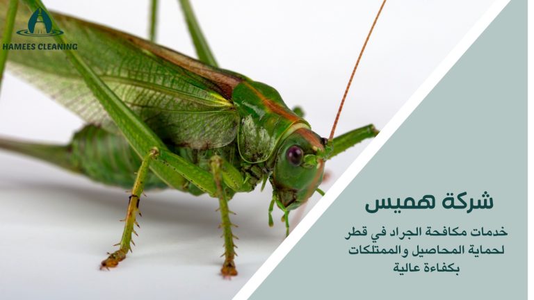 مكافحة الجراد في قطر