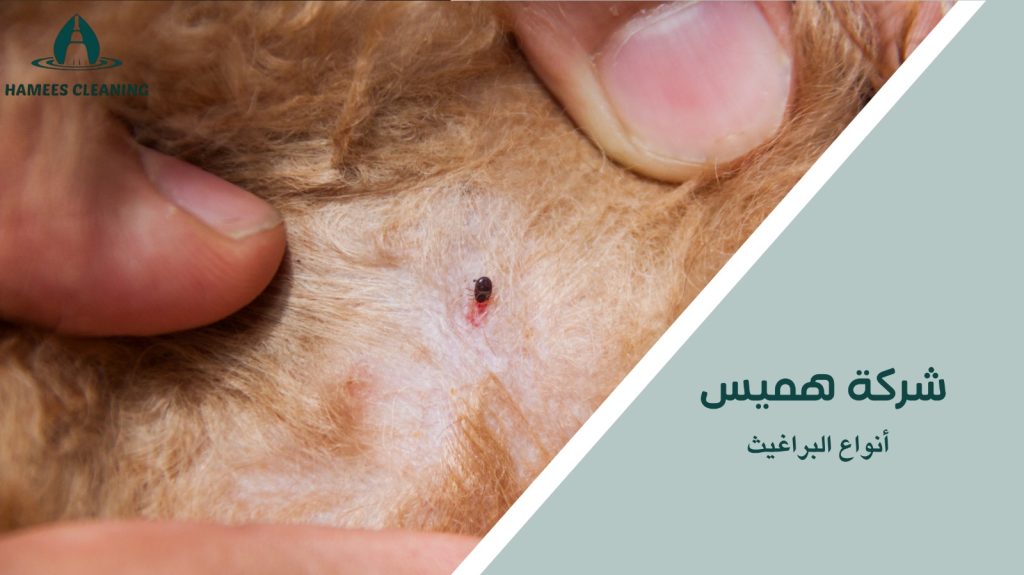 مكافحة البراغيث في قطر