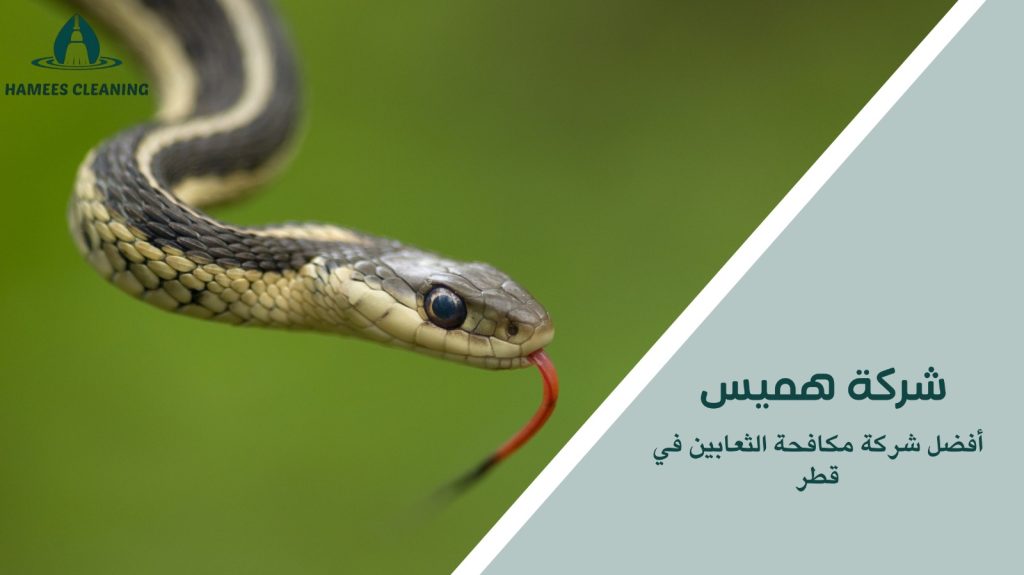 مكافحة الثعابين في قطر