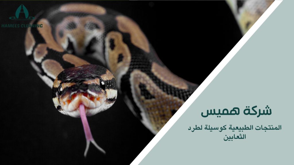 مكافحة الثعابين في قطر
