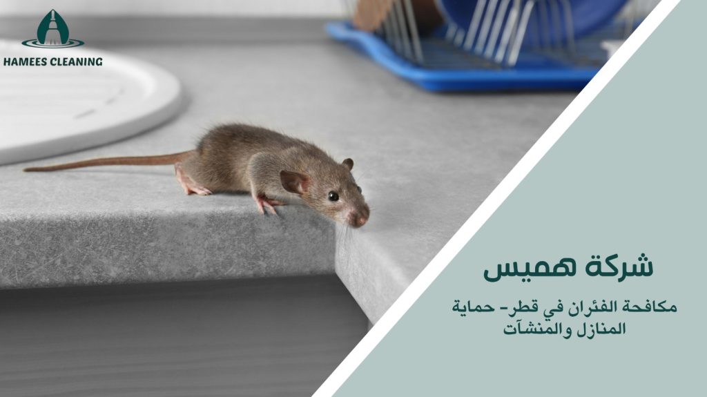 مكافحة الفئران في قطر