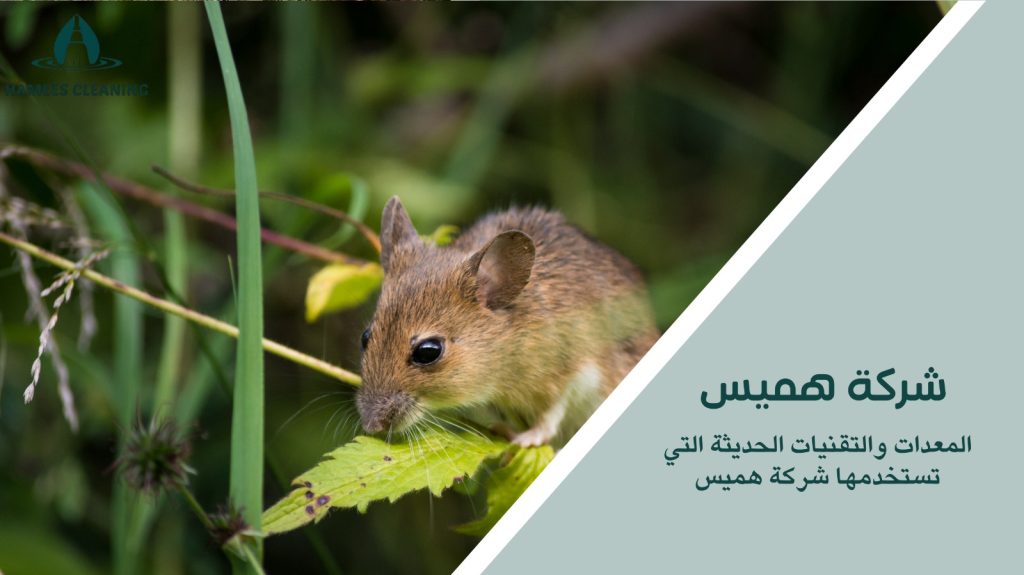مكافحة الفئران في قطر