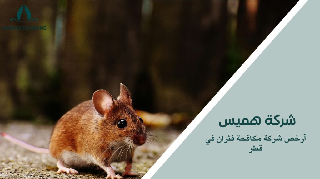 مكافحة الفئران في قطر
