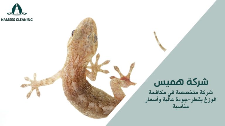 مكافحة الوزغ في قطر