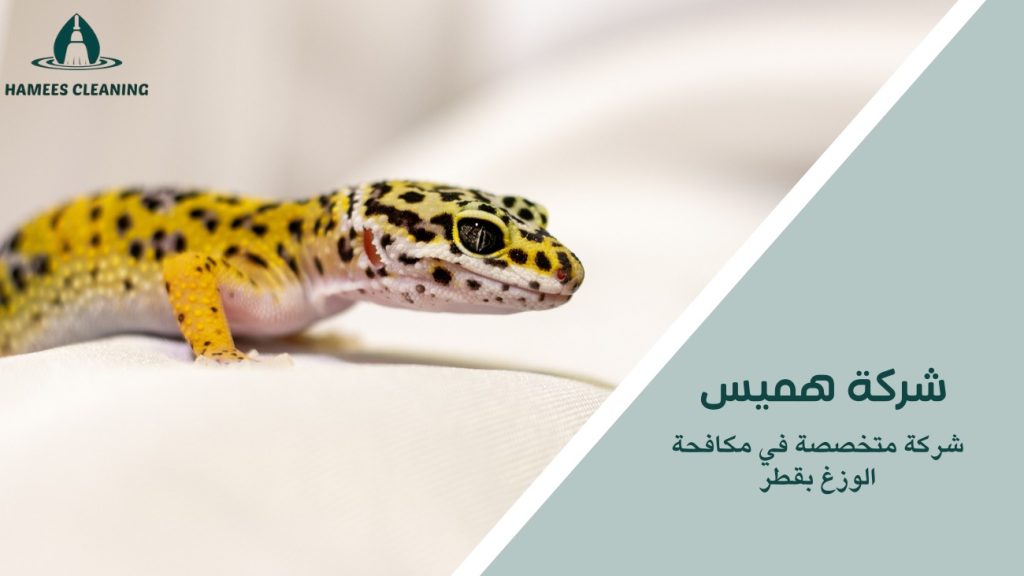 مكافحة الوزغ في قطر