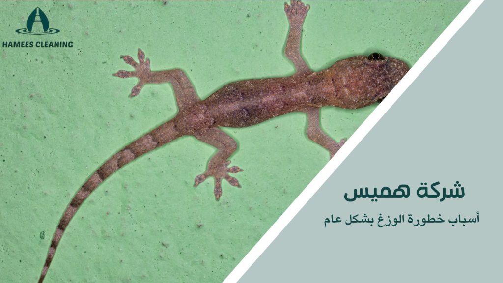 مكافحة الوزغ في قطر