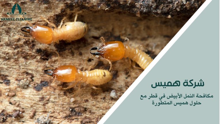 مكافحة النمل الأبيض في قطر