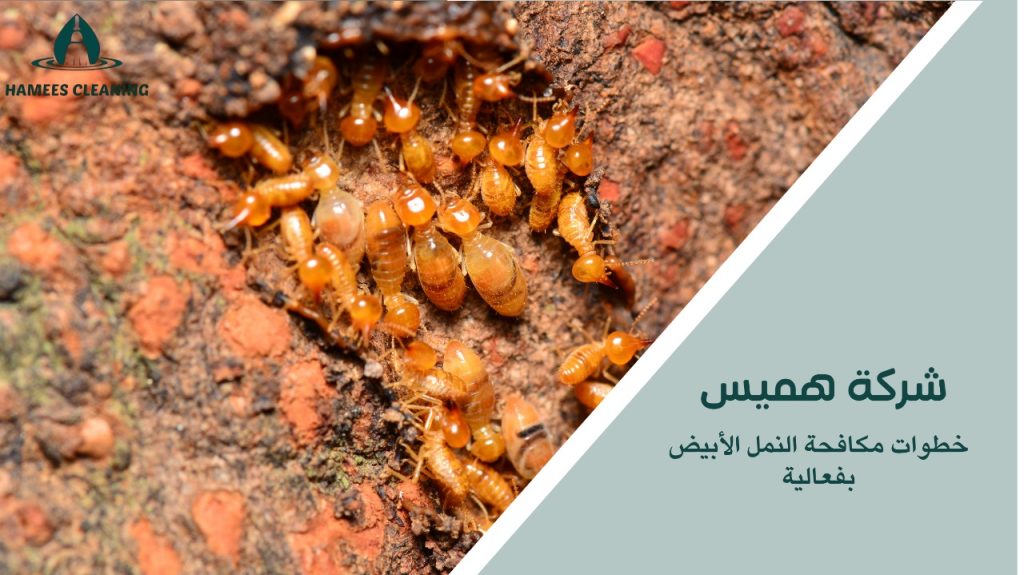 مكافحة النمل الأبيض في قطر