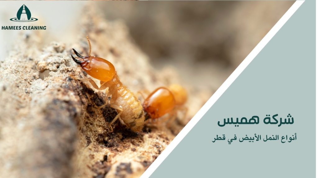 مكافحة النمل الأبيض في قطر
