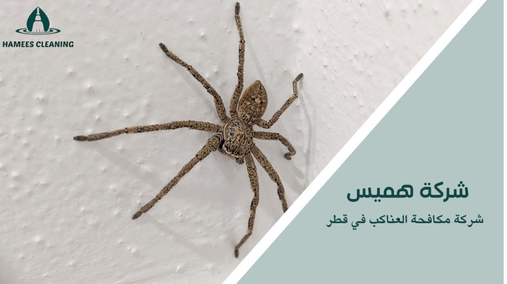 مكافحة العناكب في قطر