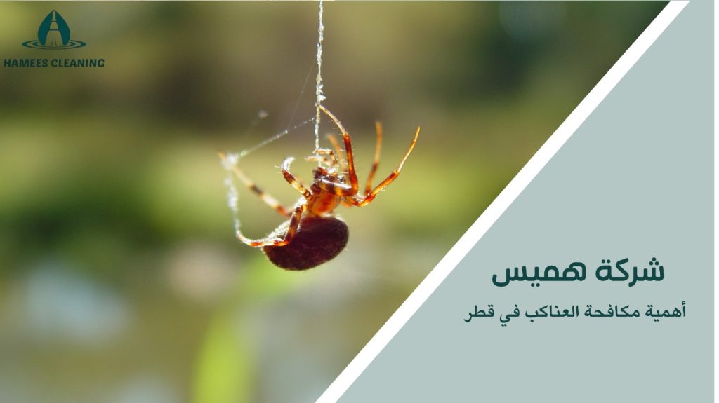 مكافحة العناكب في قطر