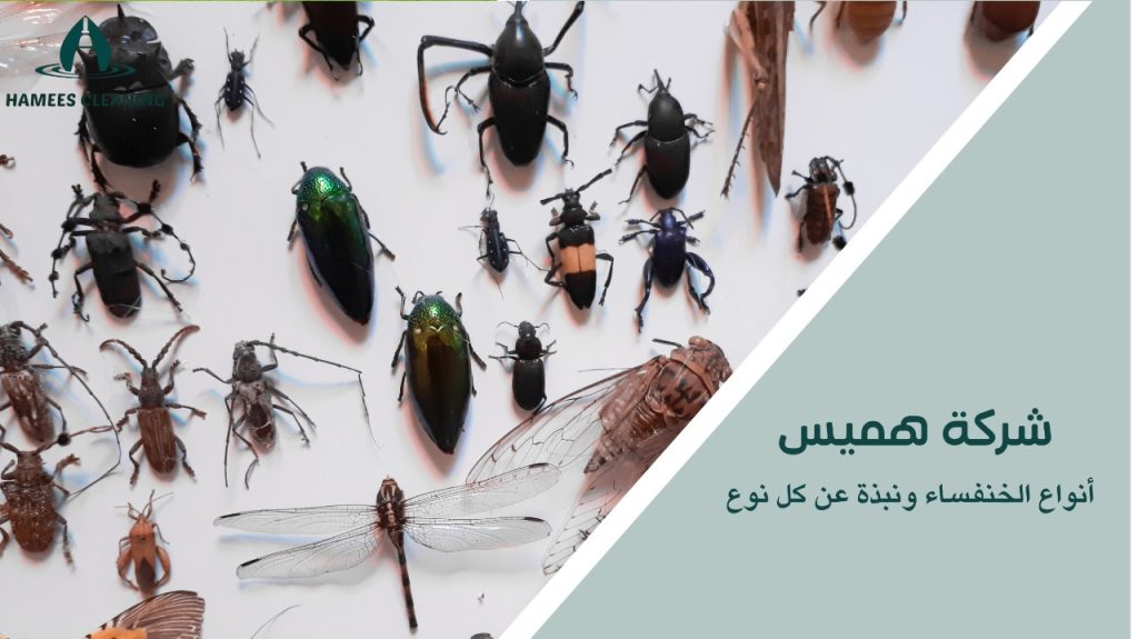 مكافحة الخنافس في قطر