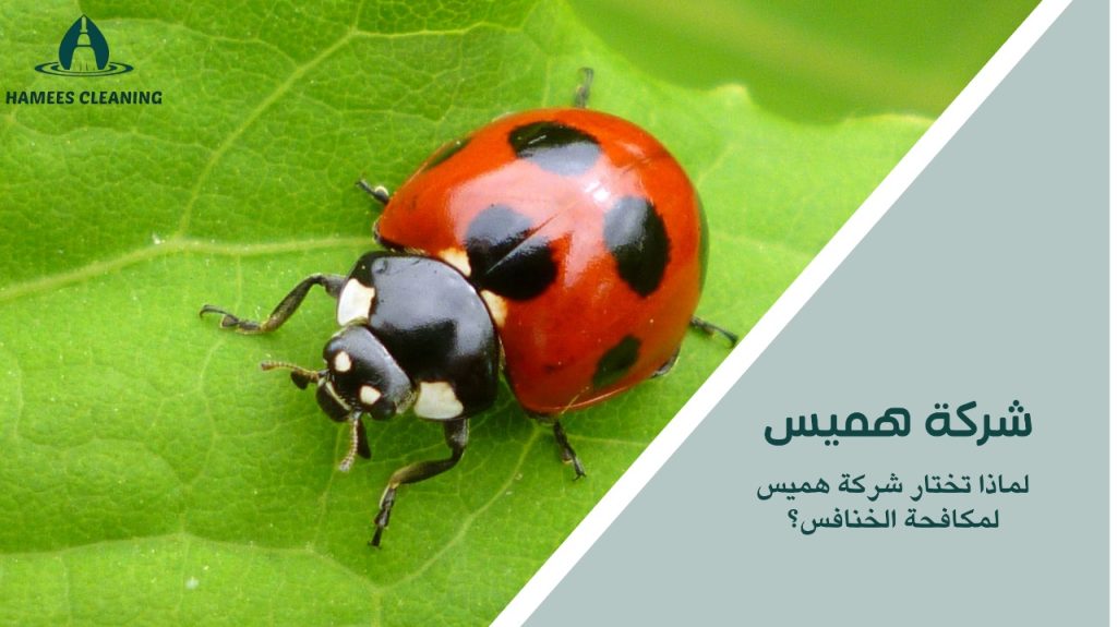 مكافحة الخنافس في قطر