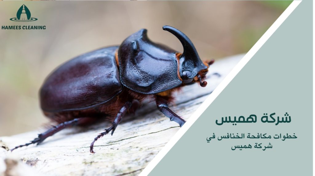 أنواع الخنفساء ونبذة عن كل نوع