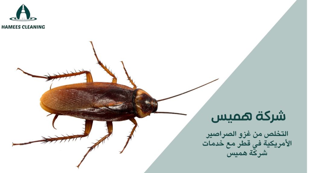 مكافحة الصراصير الأمريكية في قطر