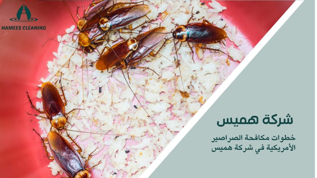 مكافحة الصراصير الأمريكية في قطر