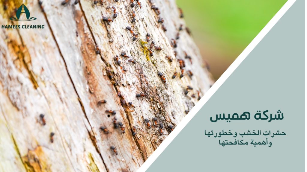 مكافحة حشرات الخشب في قطر