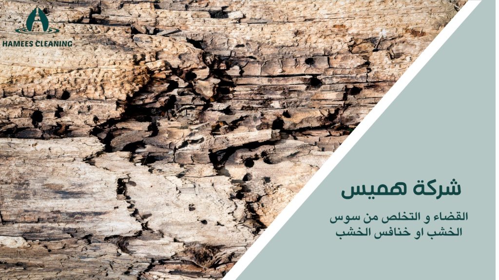 مكافحة حشرات الخشب في قطر
