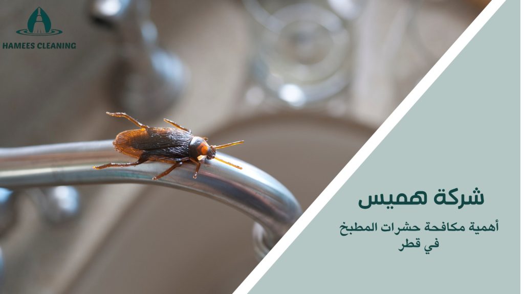 مكافحة حشرات المطبخ في قطر