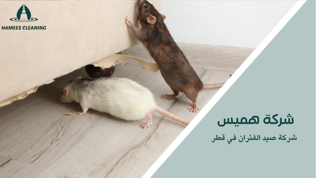 مكافحة الجرذان في قطر