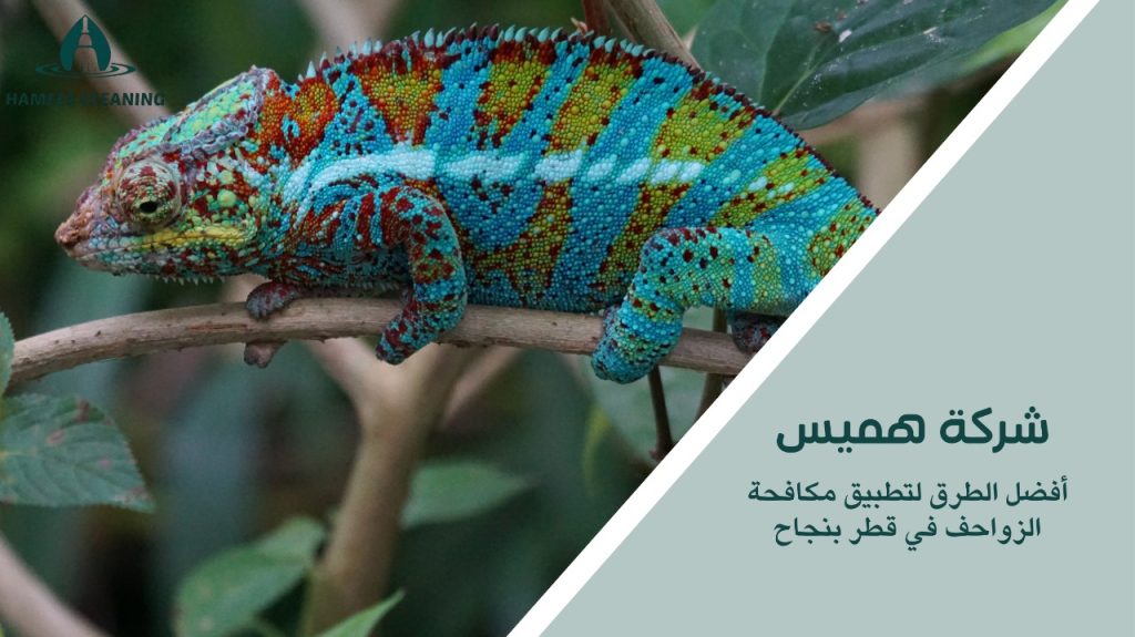 مكافحة الزواحف في قطر