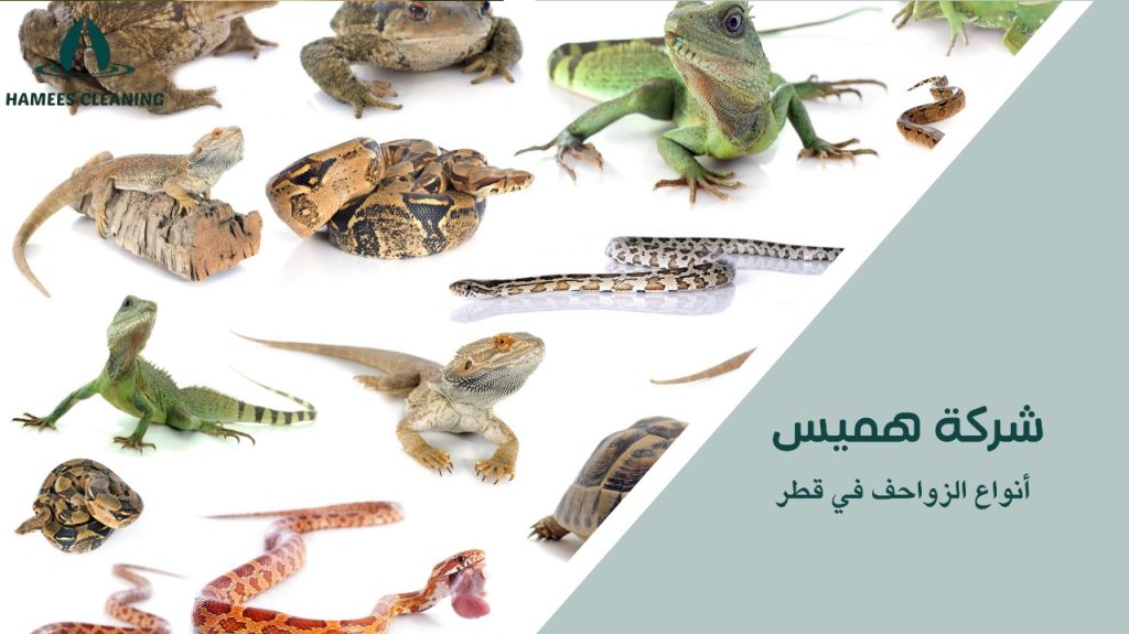 مكافحة الزواحف في قطر